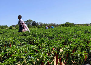 The Importance of Fair Trade Practices