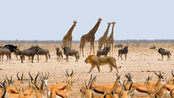 Bringing the Plight of African Wildlife into Focus