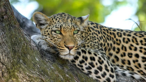 The Leopard Needs Our Support