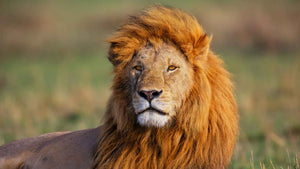 The Lion’s Roar for Help