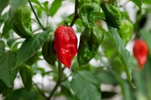 The Psychology Behind Why Humans Love Hot Sauce
