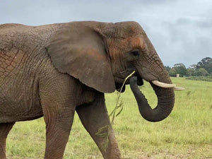 Time’s Running Out to Save the African Elephant
