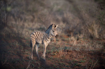 Earn Your Stripes and Help Save the Zebra