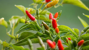 The History of Peri-Peri