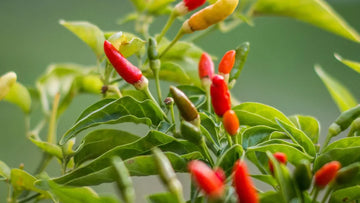 The History of Peri-Peri